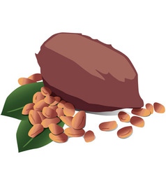 Cocoa vector image