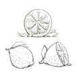 Ripe lemon with leaf vintage Ripe lemon with leaf vintage vector image