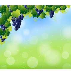 Vine summer corner vector image