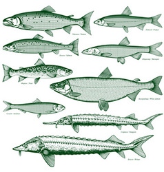 Fish freshwater 2 vector image