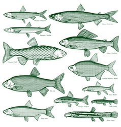 Fish freshwater vector image