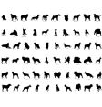 Silhouettes of dogs vector image