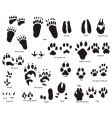 Animal trails prints vector image
