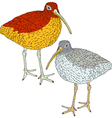 Eurasian Curlew bird vector image