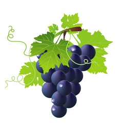 Vine black vector image