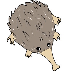 Echidna vector image