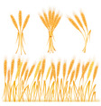Wheat vector image