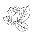 Blooming roses vector image