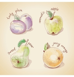 Set of vintage fruit vector image