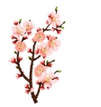 Cherry blossom branch abstract background vector image