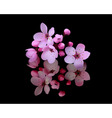 Cherry blossoms vector image