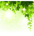 Green leaves vector image