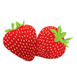 Strawberries vector image