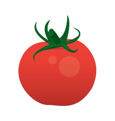 Tomato vector image