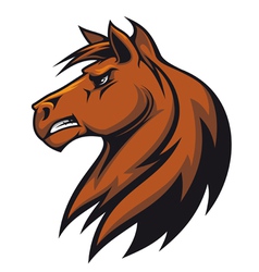 Stallion head vector image