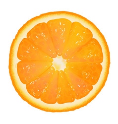 Orange Slice Background vector image