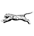 Big tiger jumping Big tiger jumping vector image