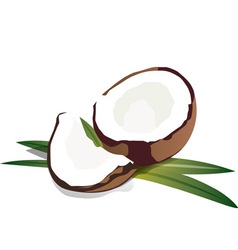 Coconut vector image