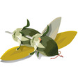 Jojoba vector image