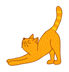 Stretching cat vector image