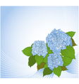 Background with hydrangea vector image