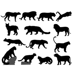 Wildcats vector image