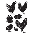 Chicken vector image