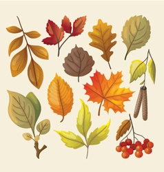 Set of colorful isolated autumn leaves vector image