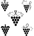 Grapes vector image