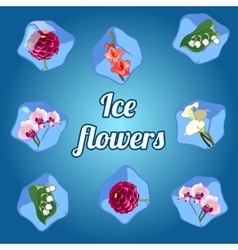 Beautiful flowers frozen in ice cubes vector image