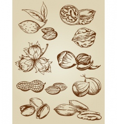 Set of various nuts vector image