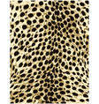 Cheetah leopard animal skin texture vector image
