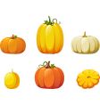 Pumpkins vector image