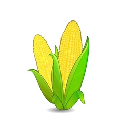 Corn ears icon vector image