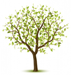 Spring tree vector image