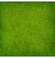 Green grass texture vector image