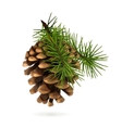 Pine cone Pine cone vector image