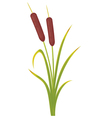 Reed bullrushes and grass vector image