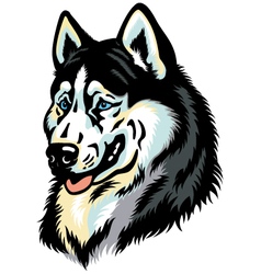 Siberian husky head vector image