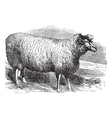 Leicester sheep vintage engraving vector image