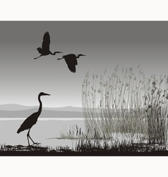 Herons vector image