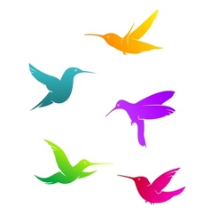 Colorful flying hummingbirds vector image