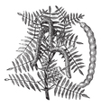 Honey Mesquite vintage engraving vector image