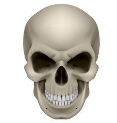 Human Skull vector image