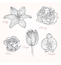 Set of flowers vector image