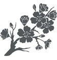 Sakura vector image