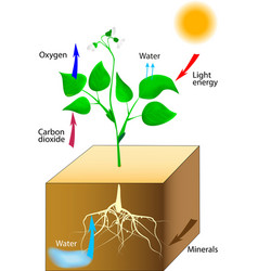 Photosynthesis vector image
