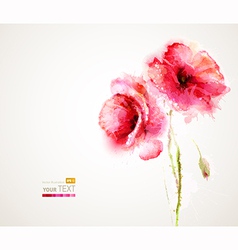 Two poppies vector image