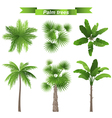 Palm trees vector image