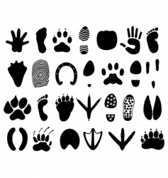 Animal tracks vector image